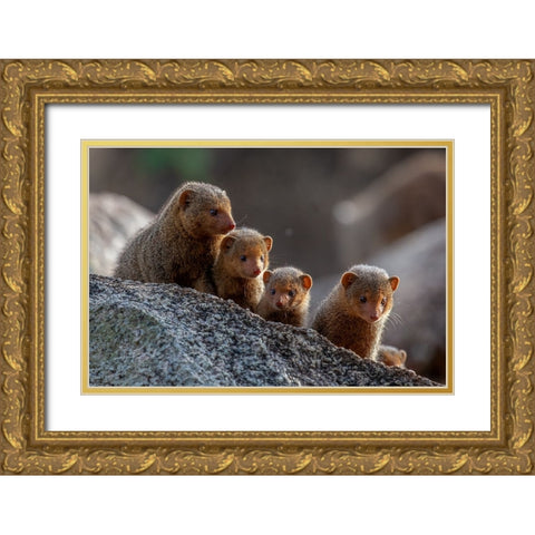 Dwarf Mongooses Gold Ornate Wood Framed Art Print with Double Matting by Catta, Alessandro
