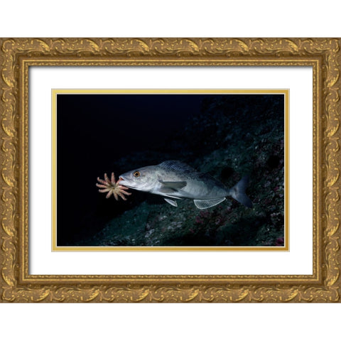 Atka Mackerel Father Gold Ornate Wood Framed Art Print with Double Matting by Ichinoseki, Sayaka