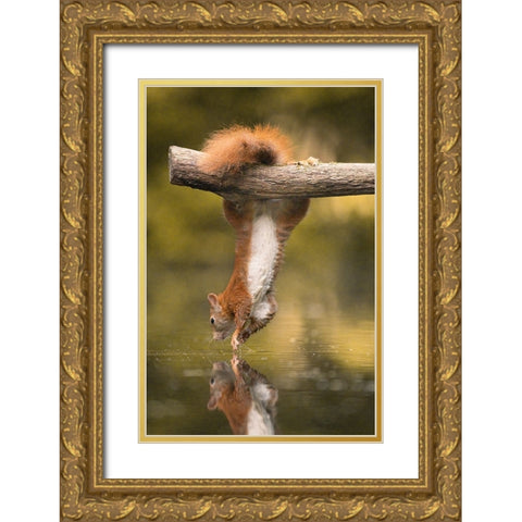 Hanging Squirrel Gold Ornate Wood Framed Art Print with Double Matting by Colemont, Niki