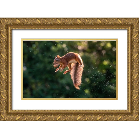 Lavitating Squirrel Gold Ornate Wood Framed Art Print with Double Matting by Colemont, Niki