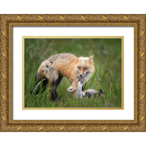 Foxes Gold Ornate Wood Framed Art Print with Double Matting by Ji, Shirley