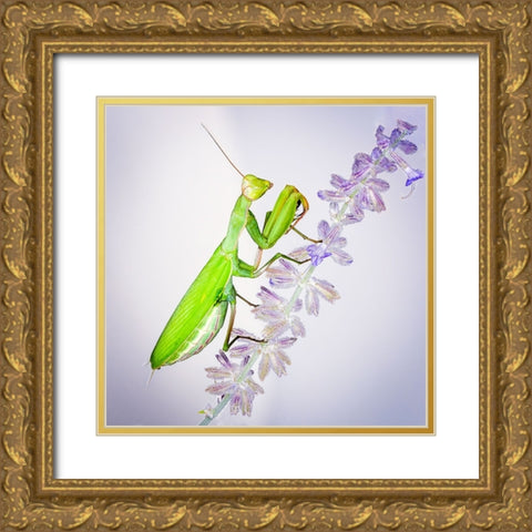 Praying Mantis On Russian Sage Gold Ornate Wood Framed Art Print with Double Matting by Murphy, Benton
