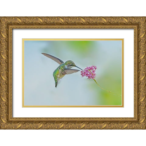 Let Me Eat! Gold Ornate Wood Framed Art Print with Double Matting by Lu, Ling