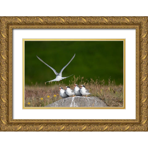 Life Gold Ornate Wood Framed Art Print with Double Matting by Khrbawe, Ayman