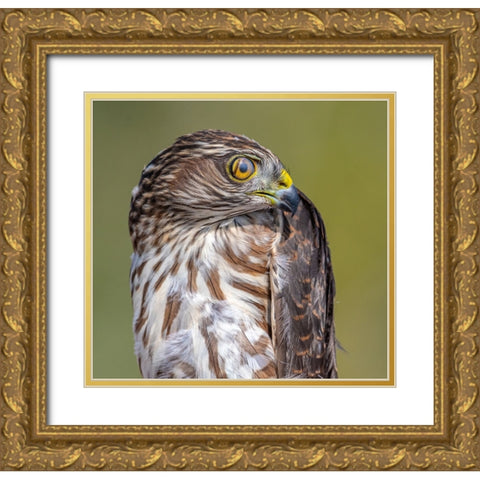 Hawk-Eye Gold Ornate Wood Framed Art Print with Double Matting by Sharma, Abhinav