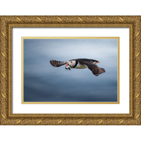 Puffin With Fishes In Its Beak Gold Ornate Wood Framed Art Print with Double Matting by Renmyr, Magnus