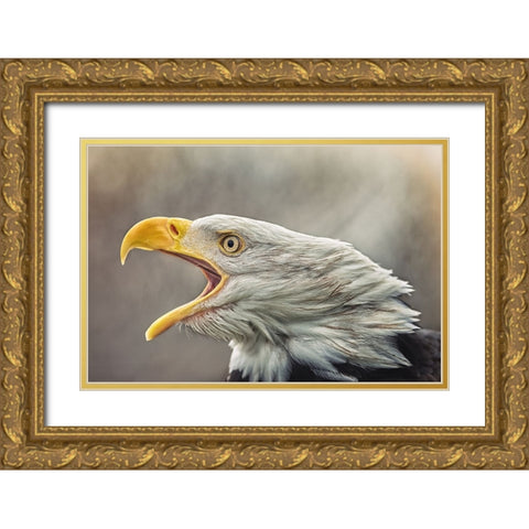 The Bald Eagle (Haliaeetus Leucocephalus) Gold Ornate Wood Framed Art Print with Double Matting by Svestka, Jiri