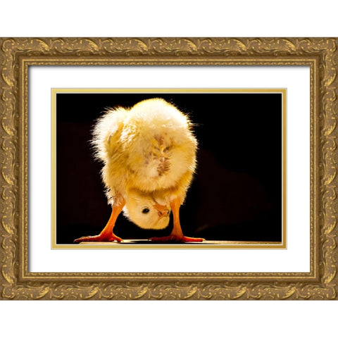 Funny chick Gold Ornate Wood Framed Art Print with Double Matting by Meligy, Bassant