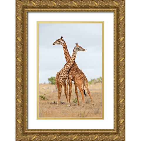 Necks Gold Ornate Wood Framed Art Print with Double Matting by Pozzi, Marco