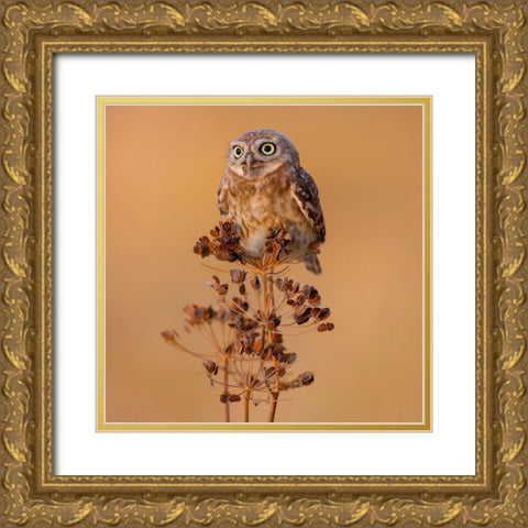 Little Owl Gold Ornate Wood Framed Art Print with Double Matting by Manusevich, David