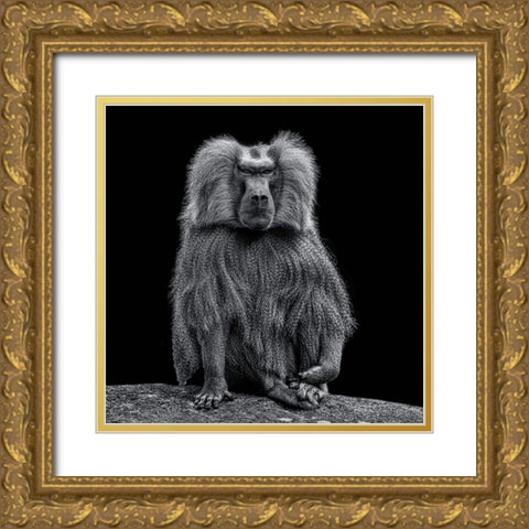 Baboon Gold Ornate Wood Framed Art Print with Double Matting by Tsikiridis, Georgios