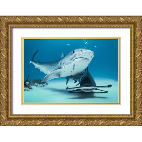 Queens Of Bahamas Gold Ornate Wood Framed Art Print with Double Matting by Melesan, Serge