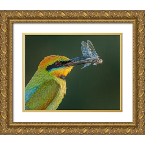 Rainbow Bee-Eater Gold Ornate Wood Framed Art Print with Double Matting by Ahmadabdelhameed