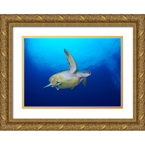 Sea Turtle Gold Ornate Wood Framed Art Print with Double Matting by Y Lin, Ryan