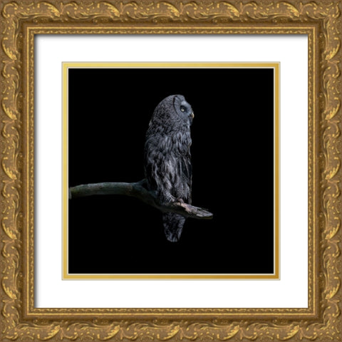 Owl Gold Ornate Wood Framed Art Print with Double Matting by Tsikiridis, Georgios