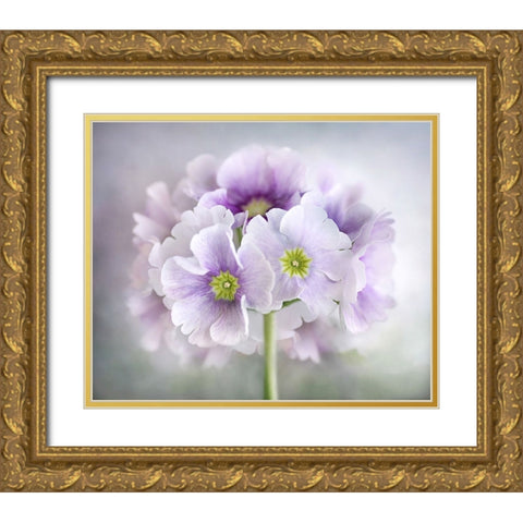 Primula Gold Ornate Wood Framed Art Print with Double Matting by Disher, Mandy