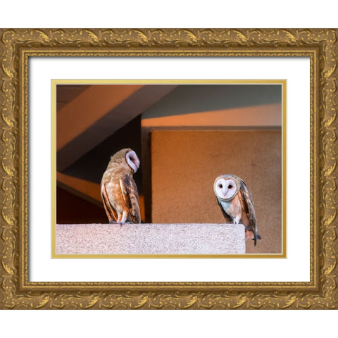 American Barn Owl Gold Ornate Wood Framed Art Print with Double Matting by Taksing