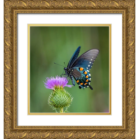 Pipevine Swallowtail Gold Ornate Wood Framed Art Print with Double Matting by Haddix, Steven