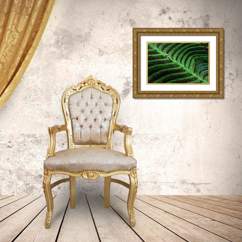 Majalengka Terasering Gold Ornate Wood Framed Art Print with Double Matting by Bunjamin (Abe), Antonyus