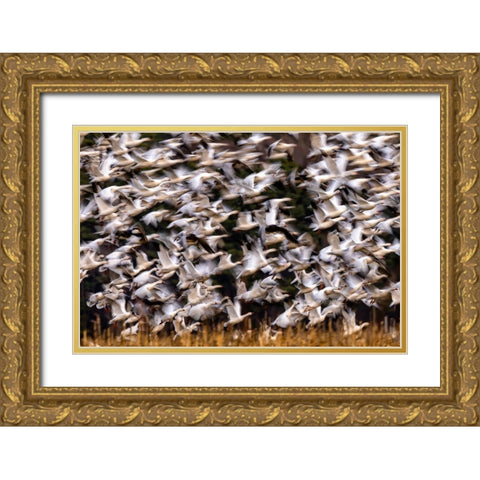 Snow Geese In Slow Motion Gold Ornate Wood Framed Art Print with Double Matting by Zhang, Xiaohong