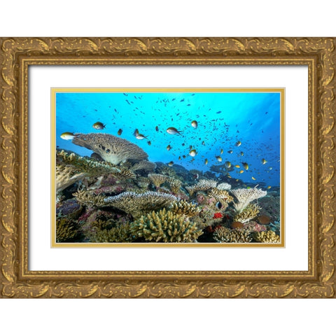 The Reef Gold Ornate Wood Framed Art Print with Double Matting by Melesan, Serge