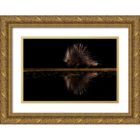 Crested Porcupine And ItS Reflection Gold Ornate Wood Framed Art Print with Double Matting by Xu, Sheila