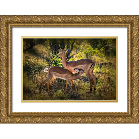 The Harmonious Scene Gold Ornate Wood Framed Art Print with Double Matting by Ren Rong, Raymond