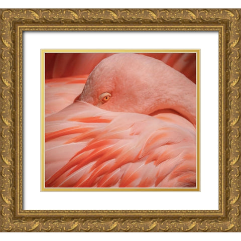 Portrait of a Pink Flamingo Gold Ornate Wood Framed Art Print with Double Matting by Wechsler, Robin