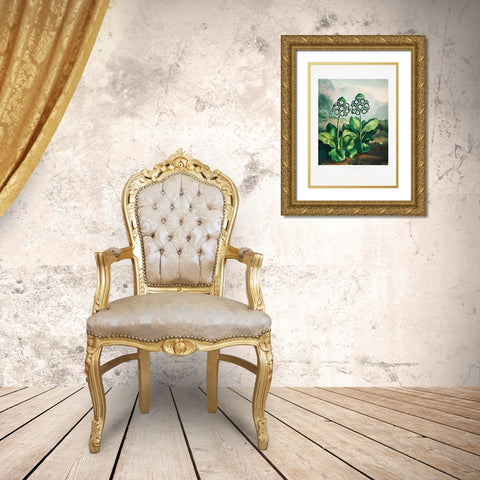 A Group of Auriculas from The Temple of Flora 2 (1807) Gold Ornate Wood Framed Art Print with Double Matting by Pictufy