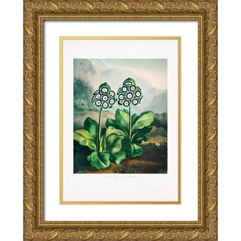 A Group of Auriculas from The Temple of Flora 2 (1807) Gold Ornate Wood Framed Art Print with Double Matting by Pictufy