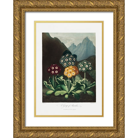 A Group of Auriculas from The Temple of Flora (1807) Gold Ornate Wood Framed Art Print with Double Matting by Pictufy