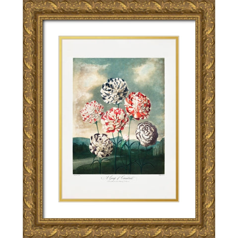 A Group of Carnations from The Temple of Flora (1807) Gold Ornate Wood Framed Art Print with Double Matting by Pictufy