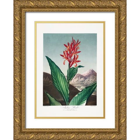 Indian Reed from The Temple of Flora (1807) Gold Ornate Wood Framed Art Print with Double Matting by Pictufy