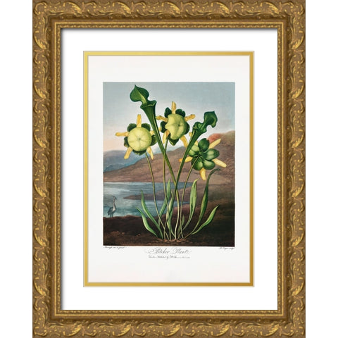 Pitcher Plant from The Temple of Flora (1807) Gold Ornate Wood Framed Art Print with Double Matting by Pictufy
