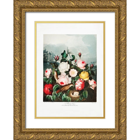 Roses from The Temple of Flora (1807) Gold Ornate Wood Framed Art Print with Double Matting by Pictufy