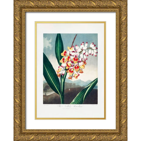 The Nodding Renealmia from The Temple of Flora (1807) Gold Ornate Wood Framed Art Print with Double Matting by Pictufy