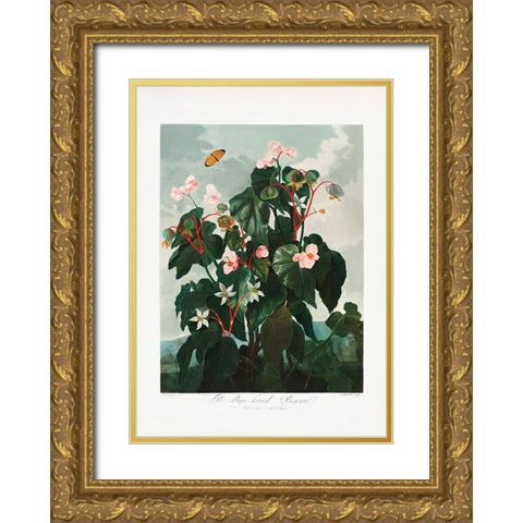 The ObliqueaÂ€Â“Leaved Begonia from The Temple of Flora (1807) Gold Ornate Wood Framed Art Print with Double Matting by Pictufy
