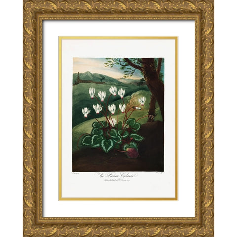 The Persian Cyclamen from The Temple of Flora (1807) Gold Ornate Wood Framed Art Print with Double Matting by Pictufy