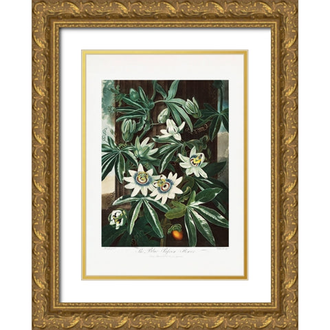 The Passiflora Cerulea from The Temple of Flora (1807) Gold Ornate Wood Framed Art Print with Double Matting by Pictufy