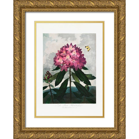 The Pontic Rhododendron from The Temple of Flora (1807) Gold Ornate Wood Framed Art Print with Double Matting by Pictufy