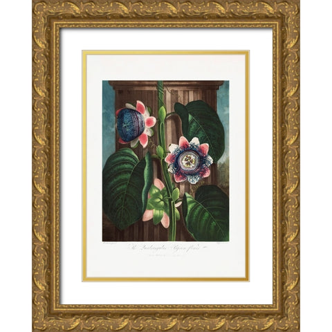 The Quadrangular Passion Flower from The Temple of Flora (1807) Gold Ornate Wood Framed Art Print with Double Matting by Pictufy