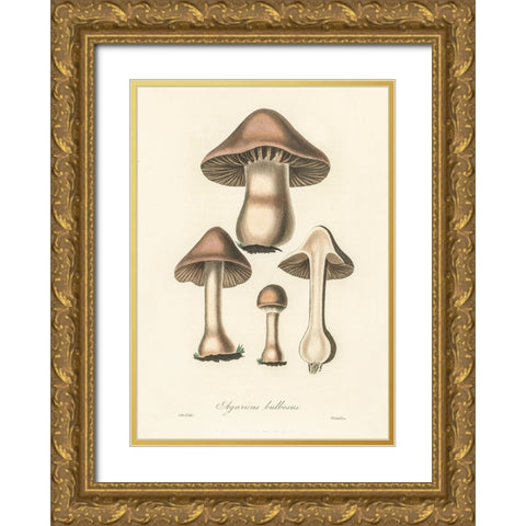 Agaricus Bulbosus Illustration. Medical Botany 1836 Gold Ornate Wood Framed Art Print with Double Matting by Pictufy