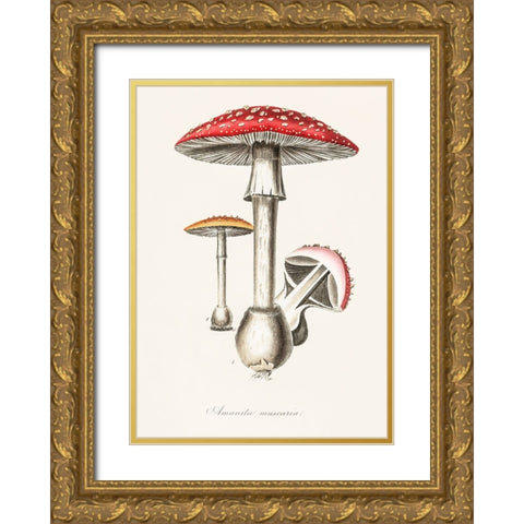 Amanita Muscaria Illustration. Medical Botany 1836 Gold Ornate Wood Framed Art Print with Double Matting by Pictufy