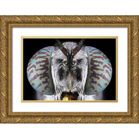 Soldier Fly Gold Ornate Wood Framed Art Print with Double Matting by Jusa, Donald