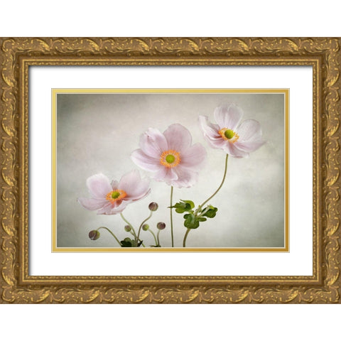 Anemones Gold Ornate Wood Framed Art Print with Double Matting by Disher, Mandy