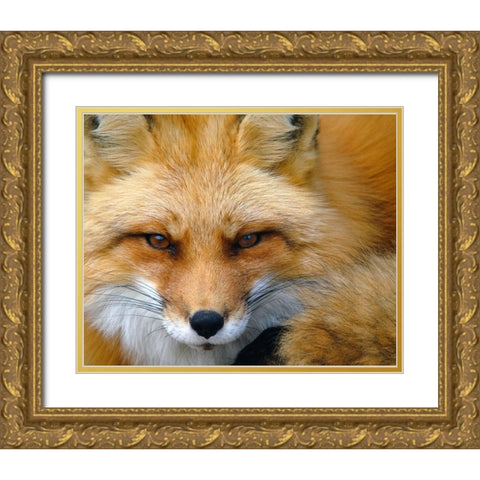 Foxy Lady Gold Ornate Wood Framed Art Print with Double Matting by Turgeon, Alain