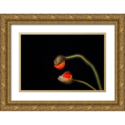 Tango Argentino Gold Ornate Wood Framed Art Print with Double Matting by Droste, Holger