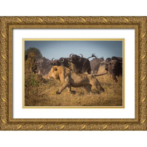 Running For His Life Gold Ornate Wood Framed Art Print with Double Matting by Meijlaers, Marc