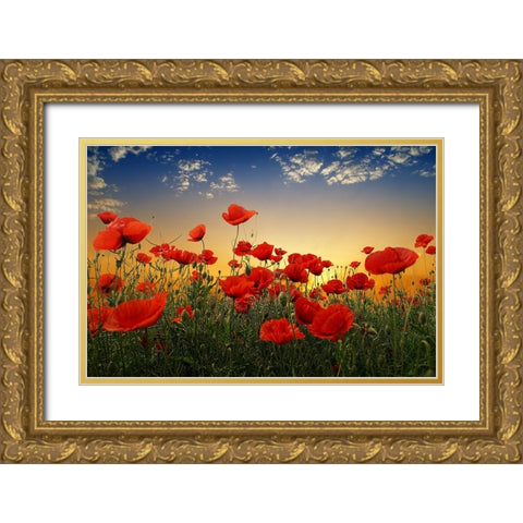 Poppies Gold Ornate Wood Framed Art Print with Double Matting by Markova, Albena