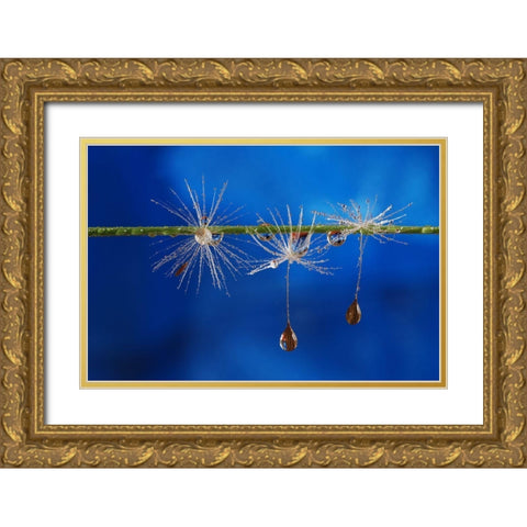 Blue Drops Of Life Gold Ornate Wood Framed Art Print with Double Matting by Westum, Heidi
